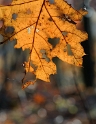 Blatt Herbst D33_1127 Kopie.jpg   26.04
